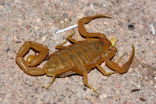 The bark scorpion