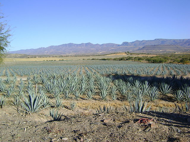 Agave plants